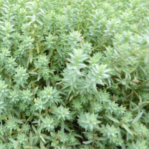 Wolfsmilch Ponte Leccia - Bakker