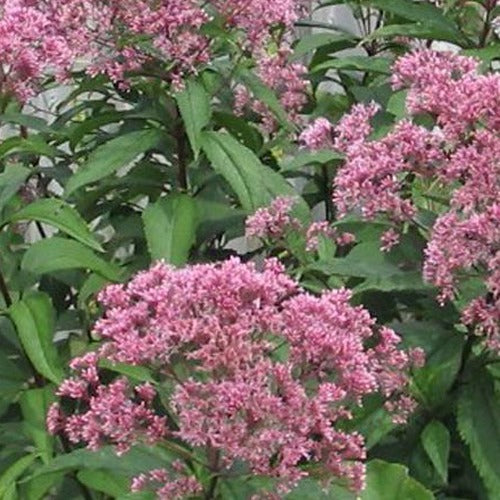 Purpur-Wasserdoste - Bakker