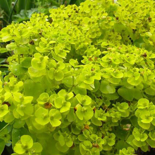 Sibirische Wolfsmilch - Euphorbia seguieriana subsp. niciciana - Gartenpflanzen