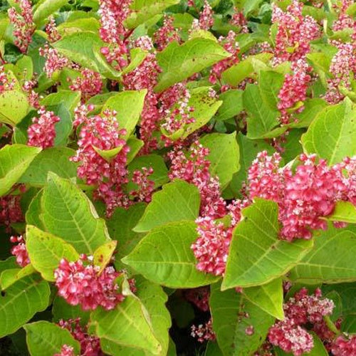 Japanischer Knöterich - Reynoutria compacta - Gartenpflanzen