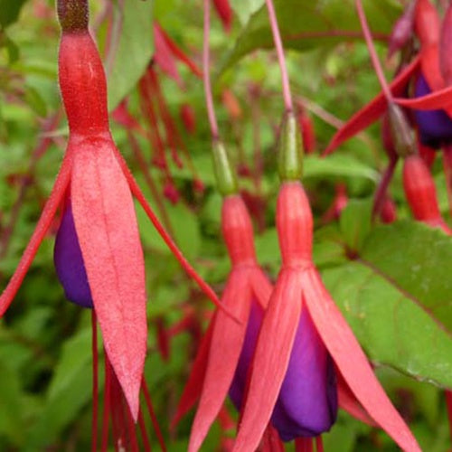 Winterharte Fuchsie mit Purpurblättern - Fuchsia magellanica var. gracilis - Terrasse balkon