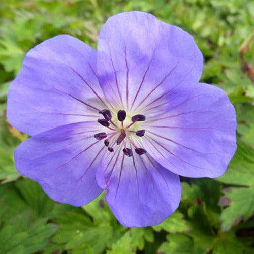 Geranium Azure Rush - Geranium azure rush - Gartenpflanzen