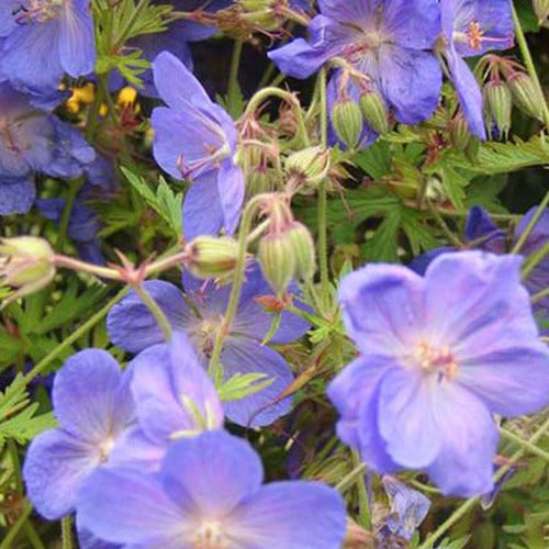 Geranium Brookside - Geranium brookside - Gartenpflanzen