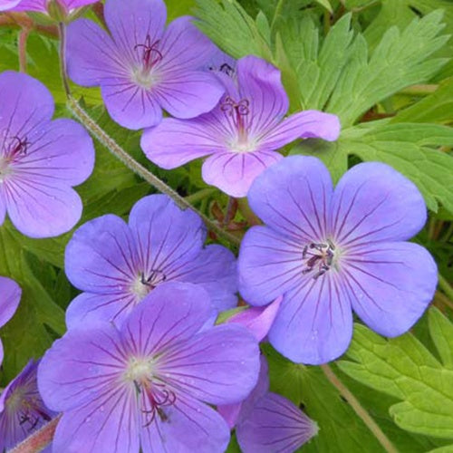 Geranie Blue Sunrise - Geranium blogold blue sunrise - Gartenpflanzen