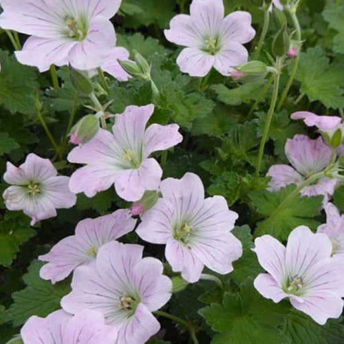 Geranie Dreamland - Geranium bremdream dreamland - Gartenpflanzen