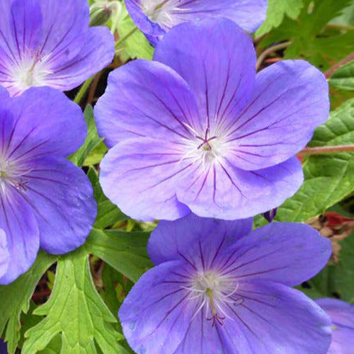 Staudengeranie Eureka Blue - Geranium eureka blue - Gartenpflanzen