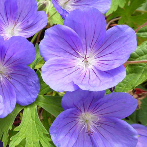Staudengeranie Eureka Blue - Bakker