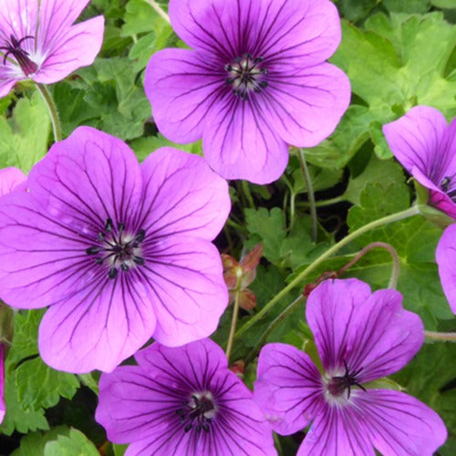 Mehrjährige Geranie Hewham Velvet - Geranium hexham velvet - Gartenpflanzen