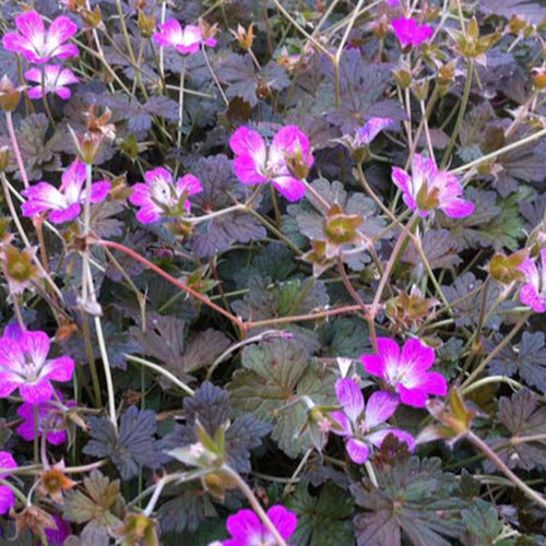 Geranie Orkney Cherry - Geranium bremerry orkney cherry - Gartenpflanzen