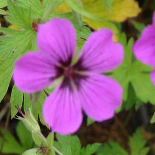 Staudengeranie Patricia - Geranium brempat  patricia - Gartenpflanzen