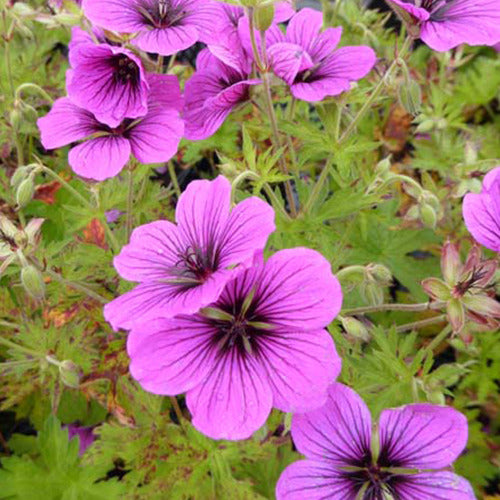 Staudengeranie Matu Vu - Geranium js matu vu - Gartenpflanzen