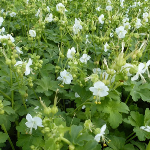 Balkan-Geranium White Ness - Geranium macrorrhizum white ness - Gartenpflanzen