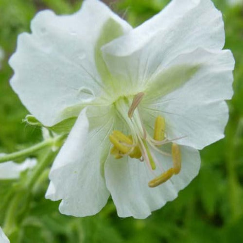 Brauner Geranium mit weißen Blüten - Geranium phaeum album - Gartenpflanzen