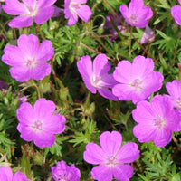 Blutgeranie - Geranium sanguineum aviemore - Gartenpflanzen