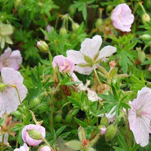 Blut-Storchschnabel Compactum - Geranium sanguineum compactum - Gartenpflanzen