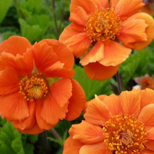 Benoîte Cocktail Sea Breeze - Bakker