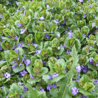 Irdischer Efeu (x3) - Glechoma hederacea - Gartenpflanzen