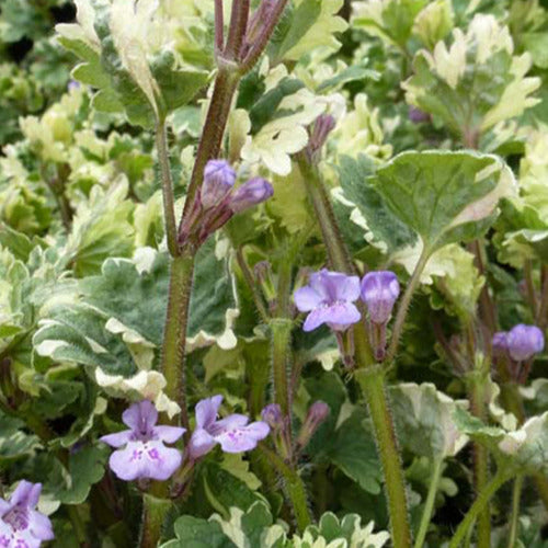 Panaschierter Erdling (x3) - Glechoma hederacea variegata - Gartenpflanzen