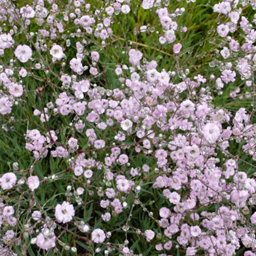 Gypsophiles Rosenschleier (x3) - Gypsophila rosenschleier - Gartenpflanzen