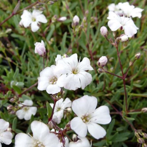 Kriechendes Gipskraut Alba (x3) - Gypsophila repens alba - Gartenpflanzen