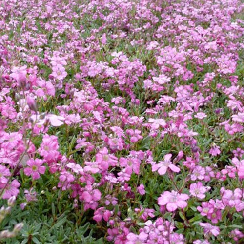 Kriechendes Gypsophila Rosea (x3) - Gypsophila repens rosea - Gartenpflanzen