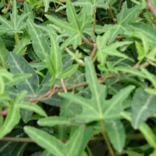3 Efeu Sagittifolia