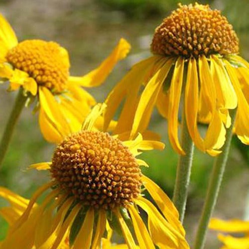 Hoppe Sonnenbraut - Helenium hoopesii - Gartenpflanzen