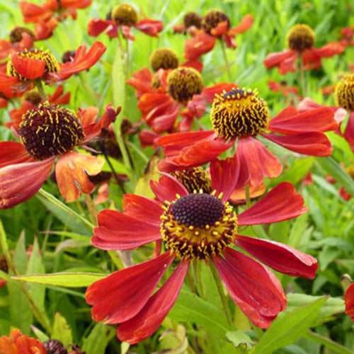 Hélénie Rubinzwerg - Helenium rubinzwerg - Gartenpflanzen