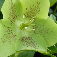 Orientalische Helleborus grün-gesprenkelt - Helleborus orientalis green spotted - Terrasse balkon