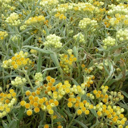 Hybrid-Immortelle Swefellicht - Helichrysum schwefellicht - Gartenpflanzen