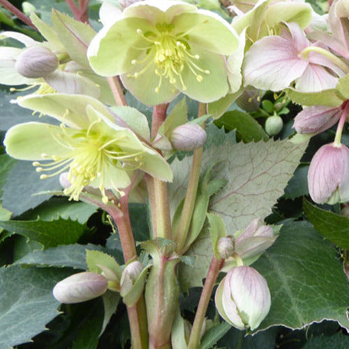 Stern's Helleborus - Bakker