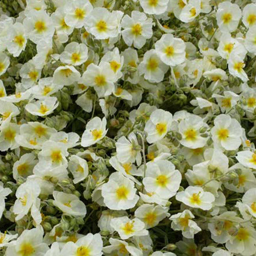 Helianthemen The Bride (x3) - Helianthemum the bride - Gartenpflanzen