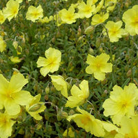 Sonnenröschen Wisley Primrose - Bakker