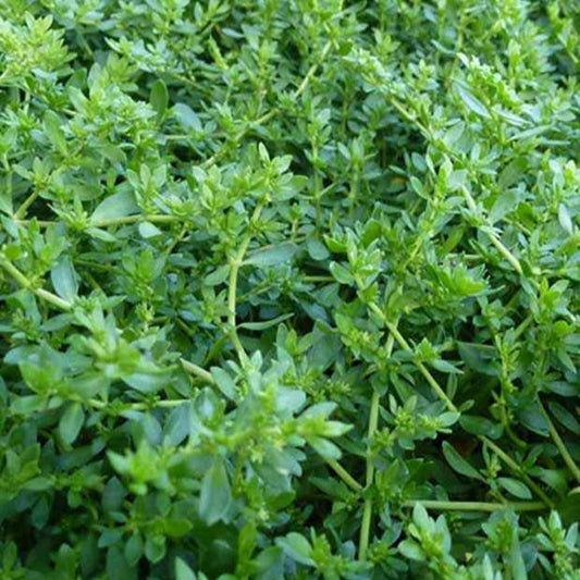 Kahles Bruchkraut Turquette (x3) - Herniaria glabra - Gartenpflanzen
