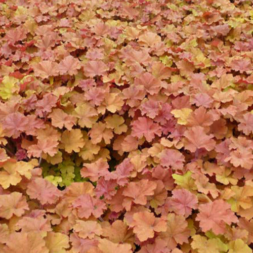 Heuchera Karamell - Heuchera caramel - Gartenpflanzen