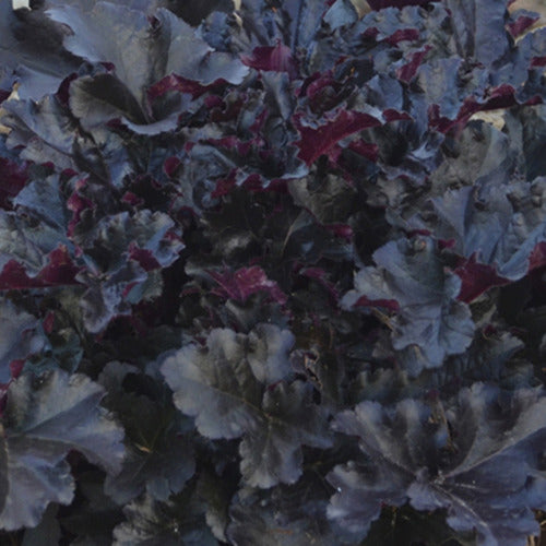 Heuchera Black Pearl - Heuchera black pearl - Gartenpflanzen