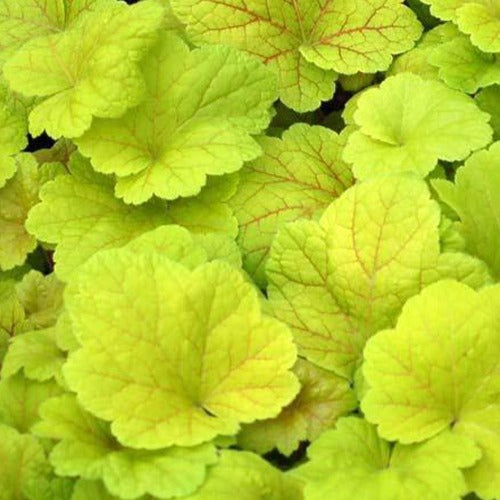 Heuchera Electric Lime - Heuchera electric lime - Gartenpflanzen