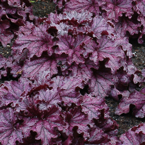 Heuchera Forever Purple - Heuchera forever purple - Gartenpflanzen