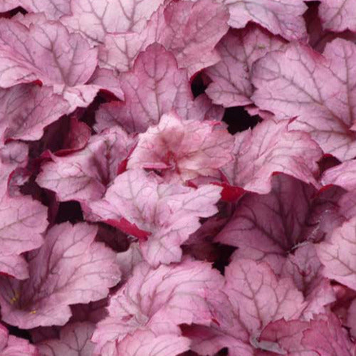 Heuchera Georgia Plum - Heuchera georgia plum - Gartenpflanzen