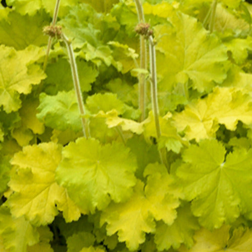 Heuchera Lemon Love - Heuchera lemon love - Gartenpflanzen