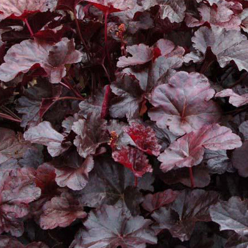 Heuchera Obsidian - Heuchera obsidian - Gartenpflanzen