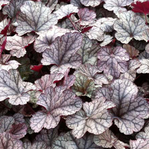 Heuchera Silver Scrolls - Heuchera silver scrolls - Gartenpflanzen