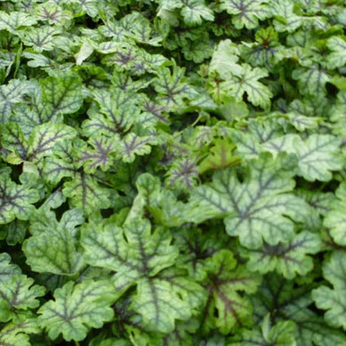 Heucherella Tapestry - Heucherella tapestry - Gartenpflanzen