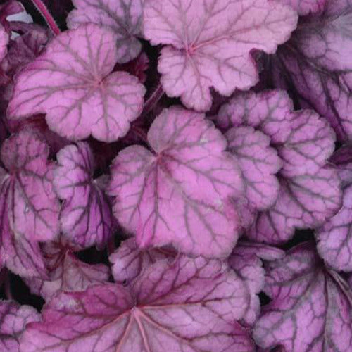 Heuchera Wild Rose - Heuchera wild rose  ( primo series ) - Gartenpflanzen