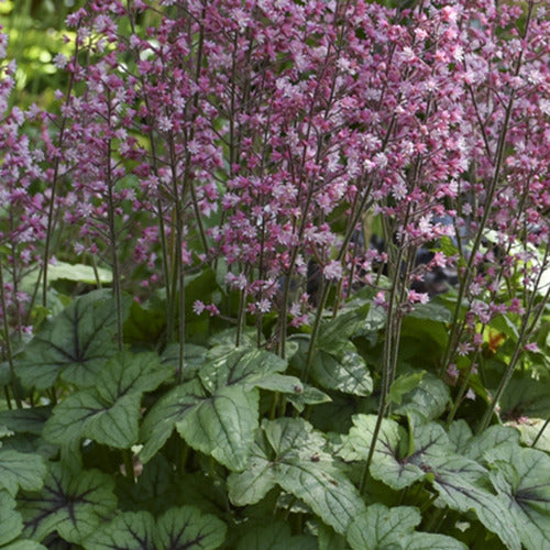 Heucherle Pink Fizz - Heucherella pink fizz ( fizz series ) - Gartenpflanzen