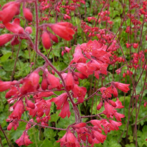 Blut-Heuchera Leuchtkäfer (x3) - Heuchera sanguinea leuchtkäfer - Gartenpflanzen