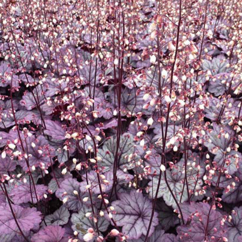 Heuchera Sugar Plum - Heuchera sugar plum - Gartenpflanzen