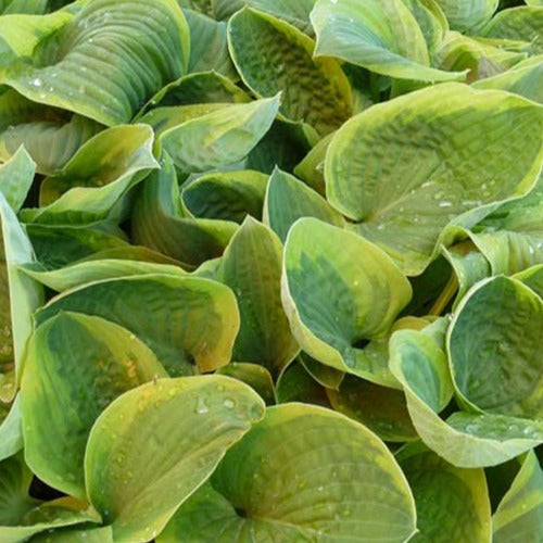 Hosta August Schönheit - Bakker