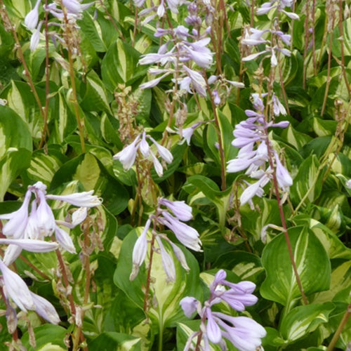 Hosta Zentrum der Aufmerksamkeit - Hosta center of attention - Gartenpflanzen