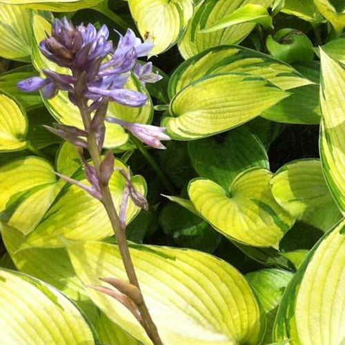 Hosta June Fever - Bakker